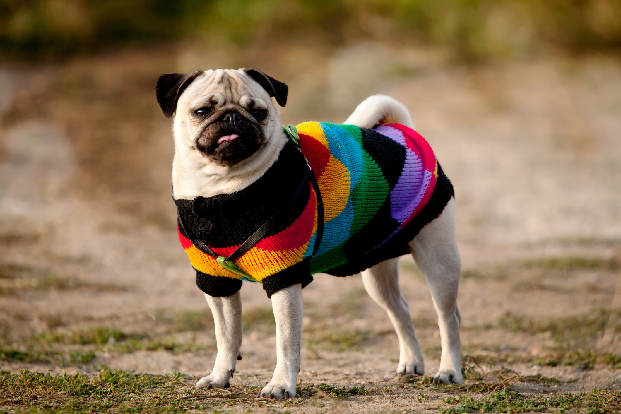 Pet Clothes A Fashion Statement or a Necessity wfmynews2